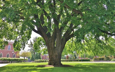 Should You Plant American Elm? - Edge Of The Woods Native Plant Nursery ...