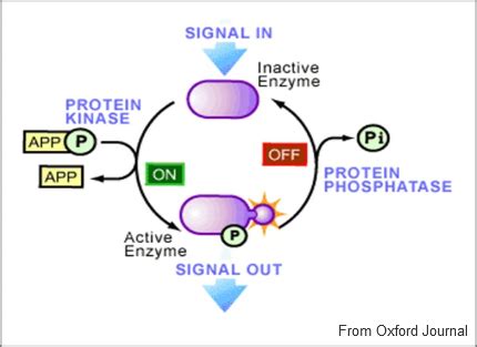 Protein Kinase Introduction-enzyme