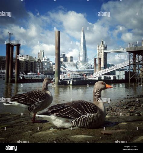 Thames wildlife hi-res stock photography and images - Alamy