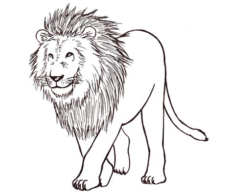 drawing a lion Archives - Liron Yanconsky