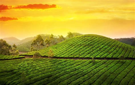 Download wallpaper munnar, kerala, india, munnar, kerala, india, asia ...