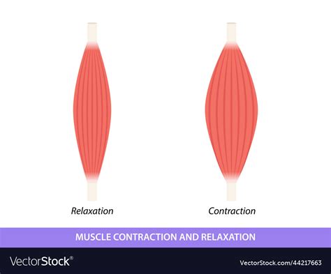 Muscle contraction and relaxation Royalty Free Vector Image