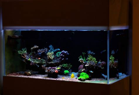 75-Gallon Aquarium: Our Top Five Best Picks