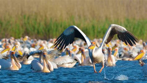 Birds from the Danube Delta - GALLERY | Birding in Romania