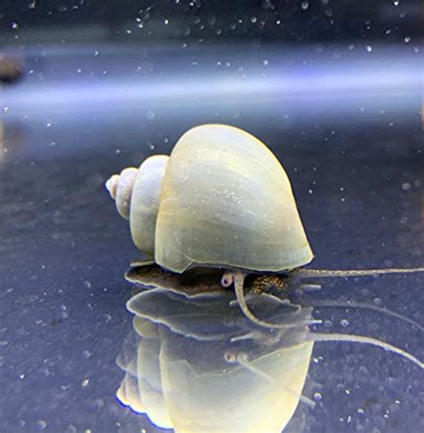 All About Blue Mystery Snails: Appearance, Habitat, and Care Guide ...