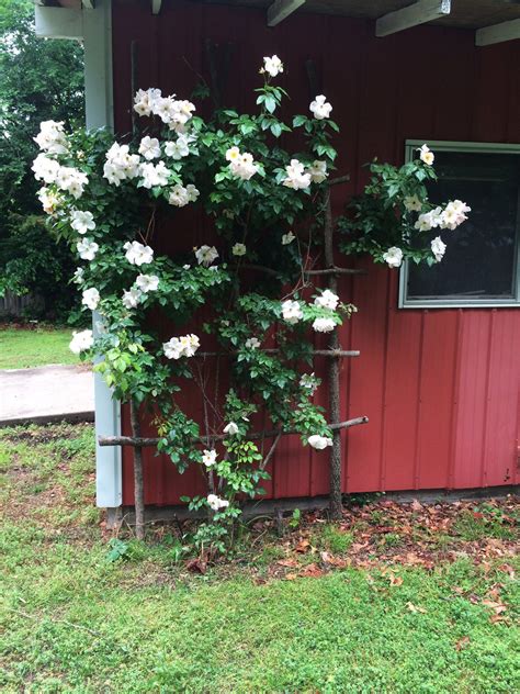 DIY: Large Rustic Rose Trellis · Hawk Hill