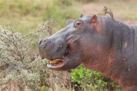 Hippo Teeth: Everything You Need to Know (Size, Cleaning & More)