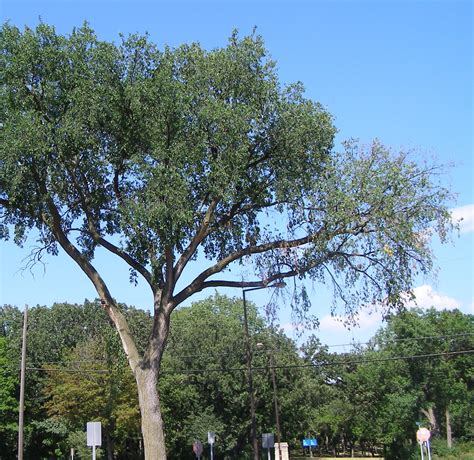 Dutch elm disease | UMN Extension