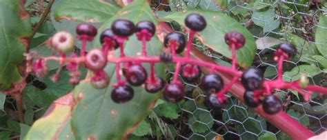 identification - What is this purple stalked, berry producing plant ...