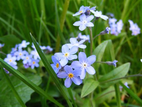 Forget Me Not Flower Pictures - Beautiful Flowers