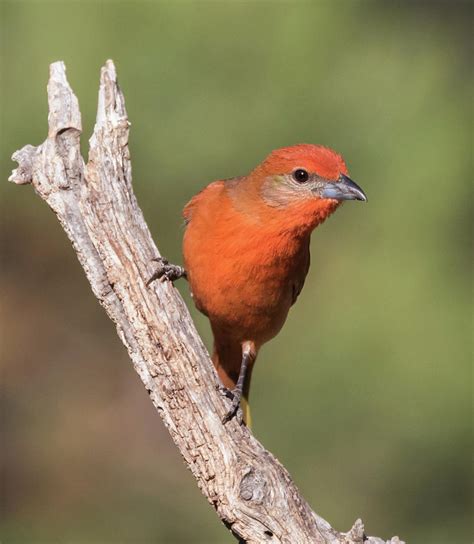 Hepatic Tanager Photograph by Dee Carpenter - Fine Art America