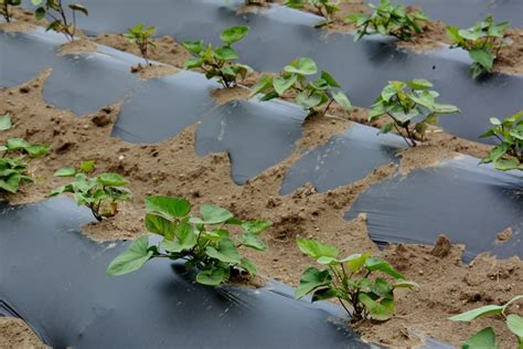 Sweet Potato Spacing » Top Tips for Proper Growth