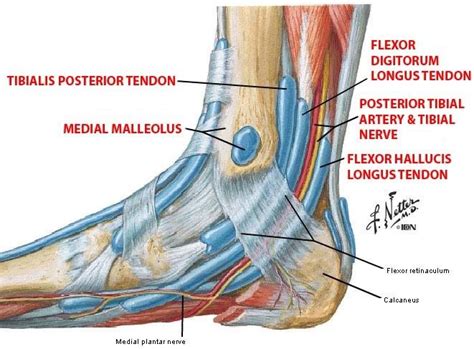 Go Back > Gallery For > Malleolus | SMAE course info | Pinterest