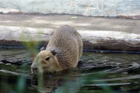 Capybara goes swimming stock photo. Image of large, color - 102868014