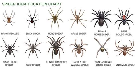 How to Kill Brown Recluse Spiders: Spider Spray - Insecticide for ...