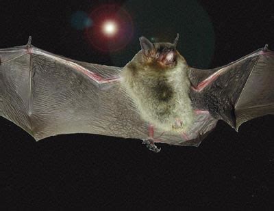 Bats: 10 Fun Bat Facts, Plus Photo Gallery - EcoLocalizer