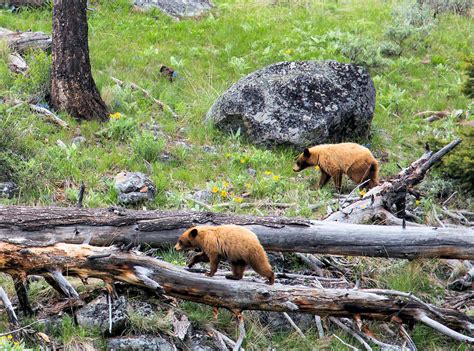 Black Bears - Yellowstone Wildlife