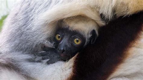 OMG! Baby lemurs born at the Houston Zoo