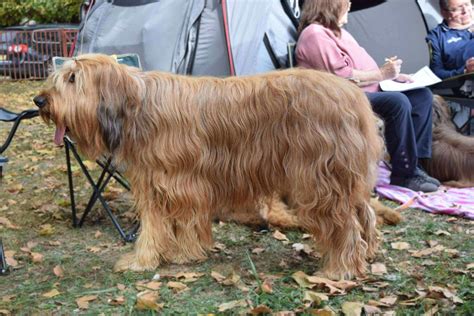 Briard Information & Dog Breed Facts | Dogell.com