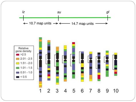 PPT - Genetic Linkage and Chromosome Mapping PowerPoint Presentation ...