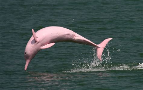 Why Are Amazon River Dolphins Endangered – travelweeksaopaulo.com