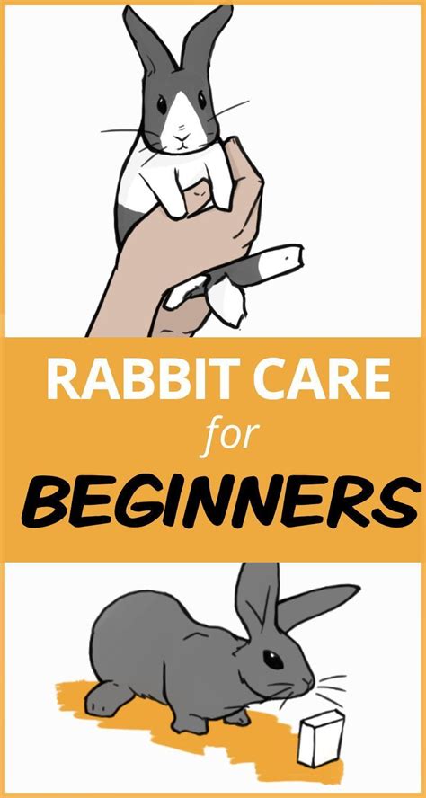 Rabbit care the complete guide – Artofit