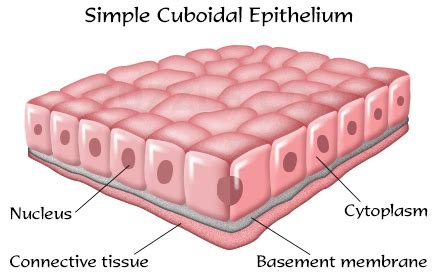 Epithelial Tissues - Types of Epithelial Tissues - The Nurse Page