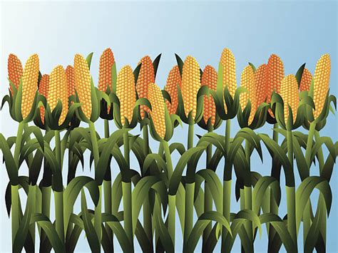 Corn Field Illustrations, Royalty-Free Vector Graphics & Clip Art - iStock