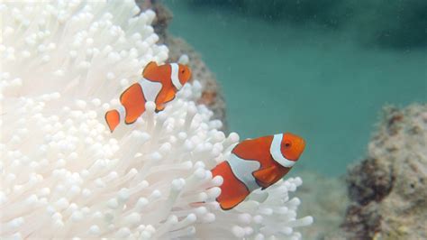 Petition · Saving The Great Barrier Reef - Australia · Change.org