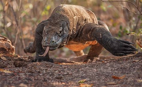 Watch This Huge Komodo Dragon Flex Its Power and Swallow a Shark Whole ...