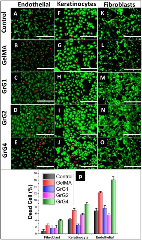 Results of wound healing scratch assay using (A) 3T3 fibroblast cells ...