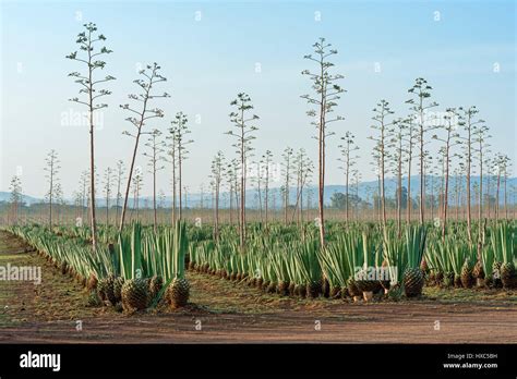 Sisal agave (Agave sisalana), Plantation, Kenya Stock Photo, Royalty ...