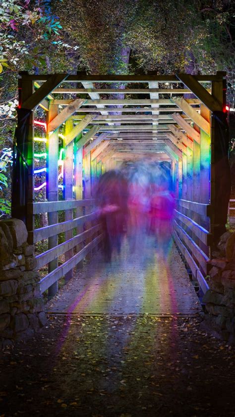 Rainbow bridge source Flickr.com | Beautiful forest, Night forest ...