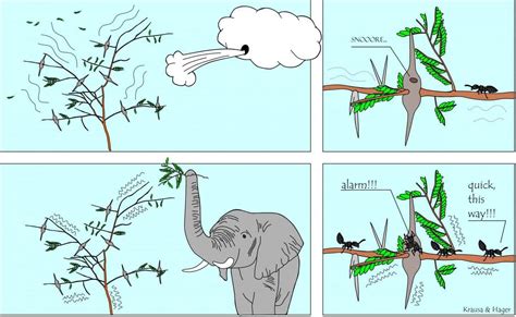 How acacia ants use vibrations to detect intruders and protect their ...