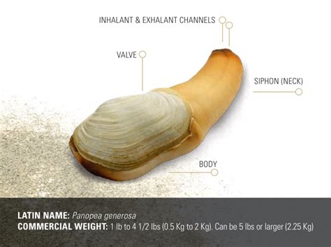 About – Geoduck