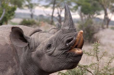 Black Rhino | Species | Save the Rhino International