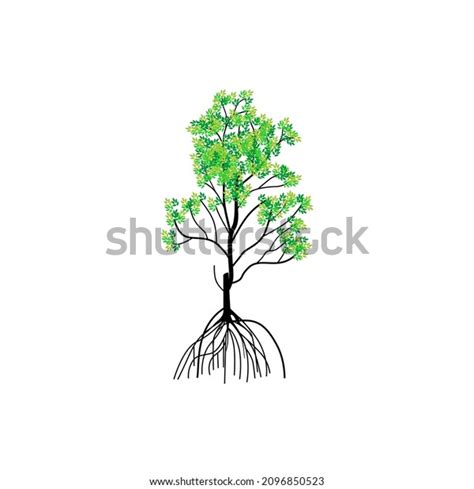 Tree Roots Vector Illustrations Mangrove Tree Stock Vector (Royalty ...