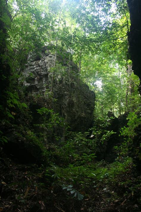 The mysterious karstland forests of the Andaman and Nicobar Islands