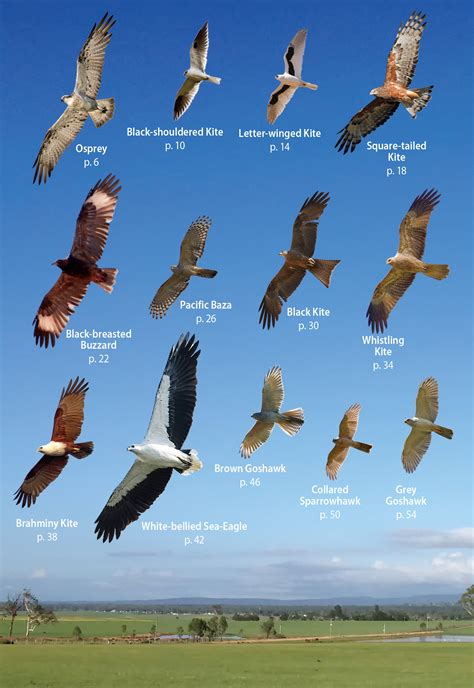 Australian Birds of Prey in Flight | Angus & Robertson