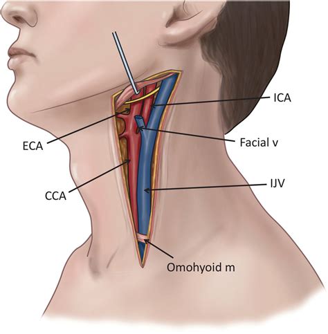 Carotid Anatomy - Anatomy Reading Source