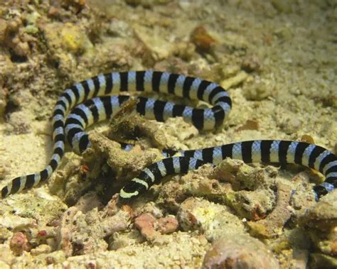 Blue-lipped sea krait - Facts, Diet, Habitat & Pictures on Animalia.bio