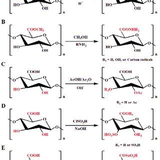 Methyl esterification (A), amidation (B), acetylation (C), sulfation ...