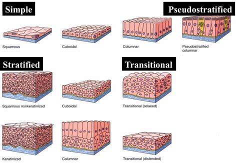 Match the Location With the Appropriate Epithelial Tissue - Casey-has-Allen