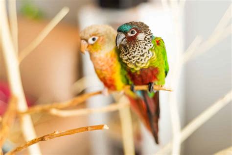 Green Parrots 101 (With Photo and Video) - Talkie Parrot TalkieParrot