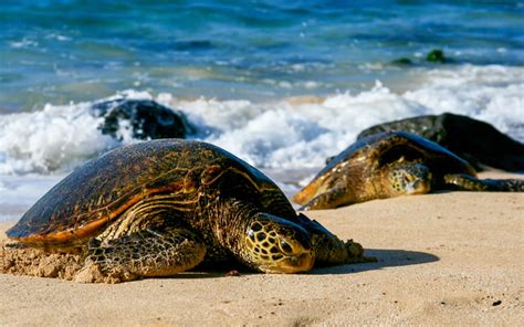 Green Sea Turtle Habitat Map