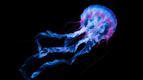 Jellyfish 4K Wallpapers | HD Wallpapers | ID #30454