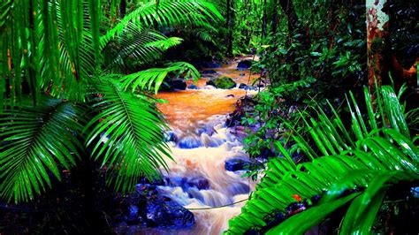 Tropical Rainforest Wallpaper (58+ pictures) - WallpaperSet