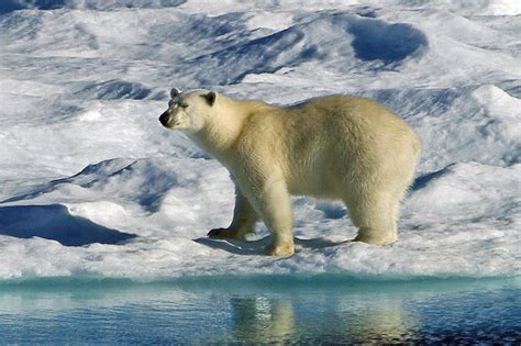 Geração Polar Portugal: Dia Internacional do Urso Polar