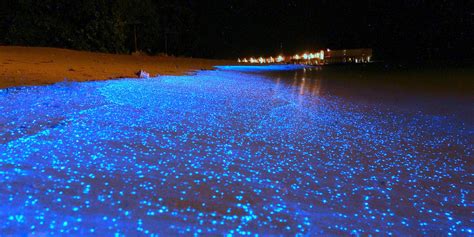 There's A Glow-In-The-Dark Beach In The Maldives. Yes, Really. | HuffPost