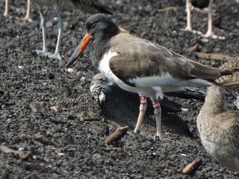 Expanding horizons: Understanding Oystercatcher migration - Manomet ...